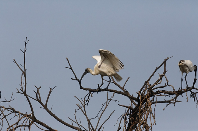 Keoladeo national park-156